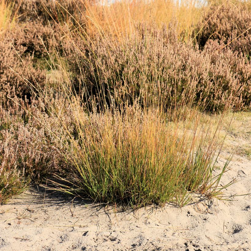 Molinia caerulea Moorflamme (Porto)