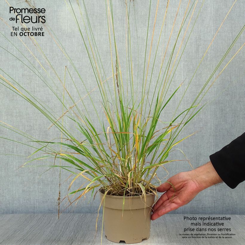 Esemplare di Molinia caerulea Moorhexe Vaso da 2L/3L come consegnato in autunno