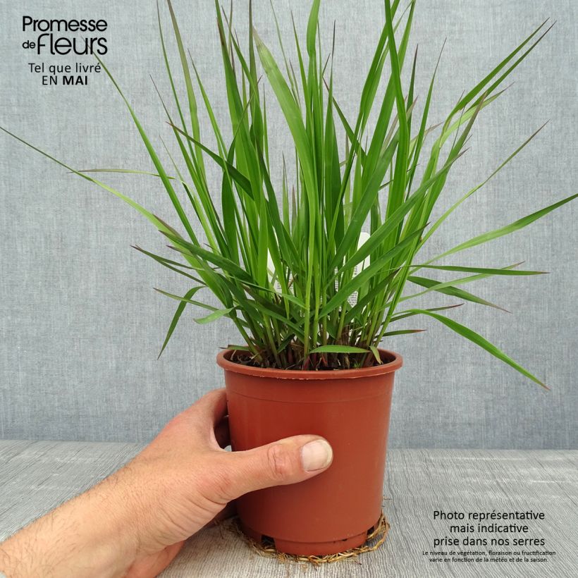 Molinia caerulea subsp. arundinacea Fontäne Vaso da 1L/1,5L esemplare consegnato in primavera