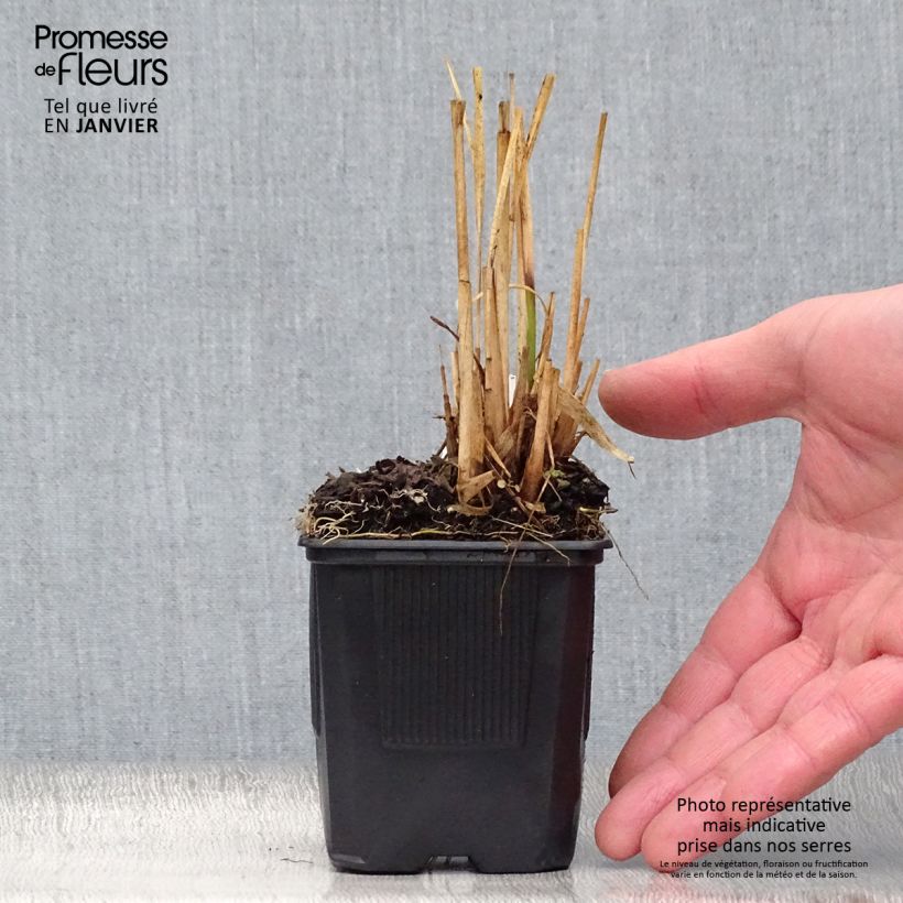 Molinia caerulea subsp. arundinacea Transparent Vasetto da 8/9 cm esemplare consegnato in inverno