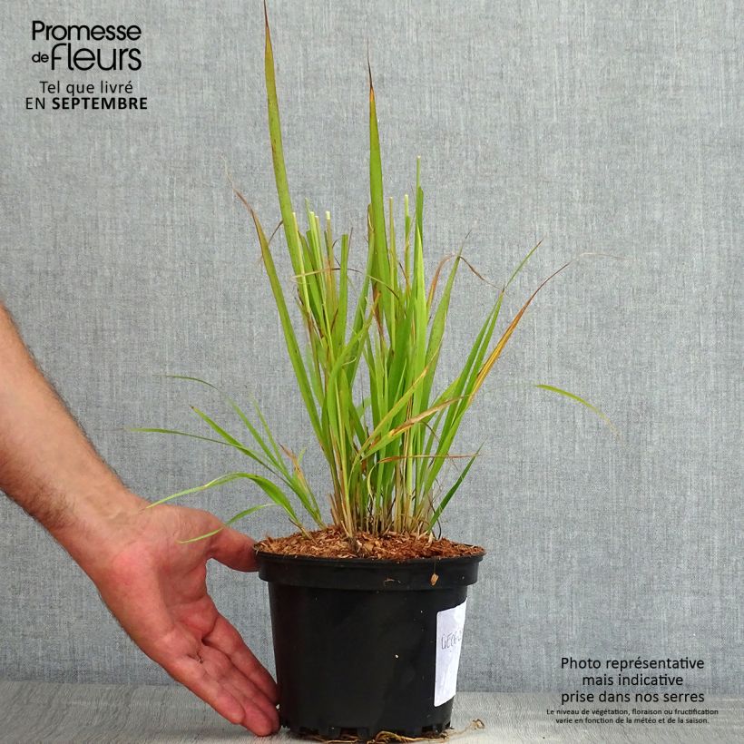 Esemplare di Molinia caerulea subsp. arundinacea Transparent Vaso da 2L/3L consegnato in estate