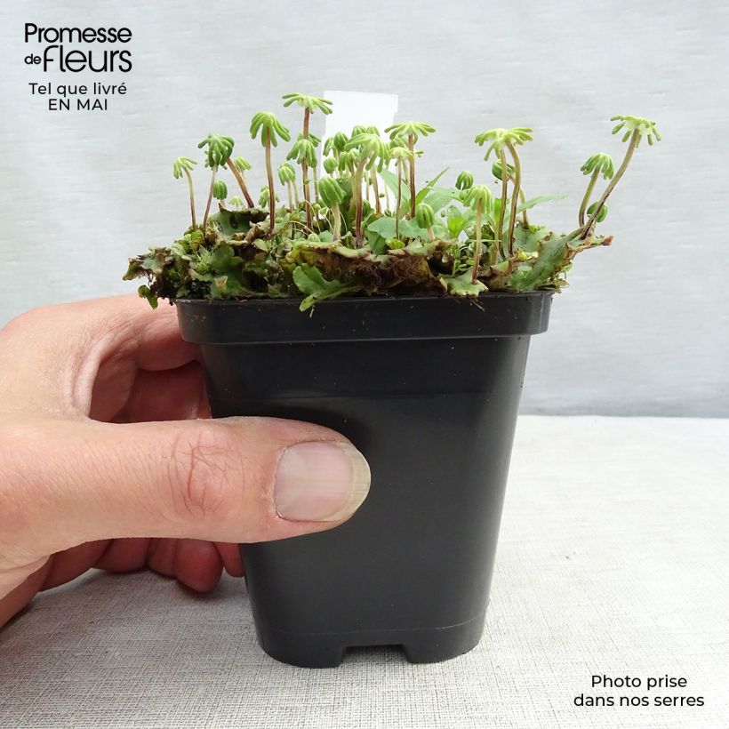 Molinia caerulea subsp. caerulea Heidebraut Vasetto da 8/9 cm esemplare consegnato in primavera