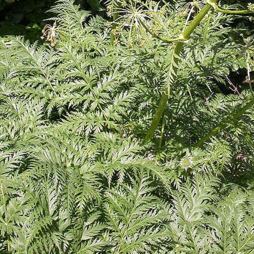 Molopospermum peloponnesiacum - Cicutaria del Peloponneso (Fogliame)