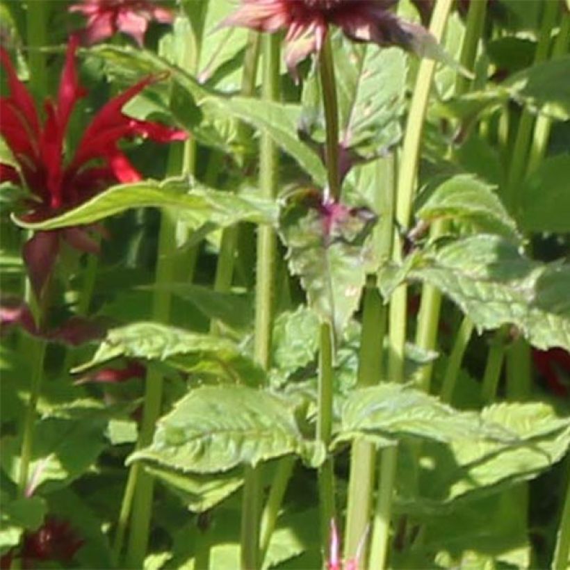 Monarda Gardenview Scarlet - Monarda (Fogliame)