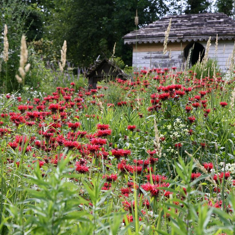 Monarda Gardenview Scarlet - Monarda (Porto)