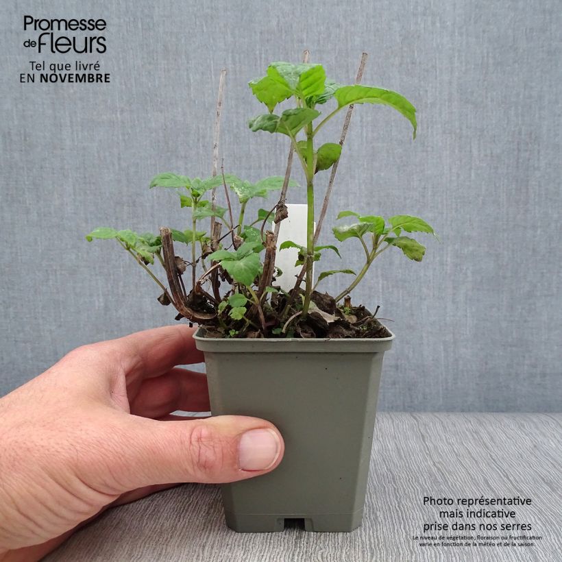 Esemplare di Monarda Gardenview Scarlet - Monarda Vasetto da 8/9 cm come consegnato in autunno
