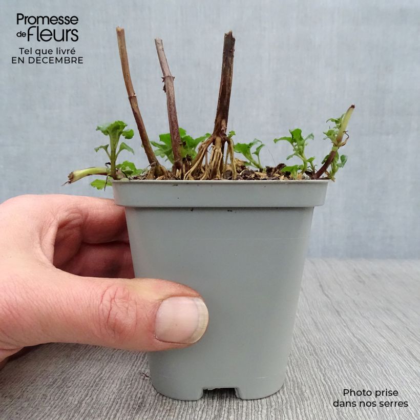 Monarda Gardenview Scarlet - Monarda Vasetto da 8/9 cm esemplare consegnato in inverno