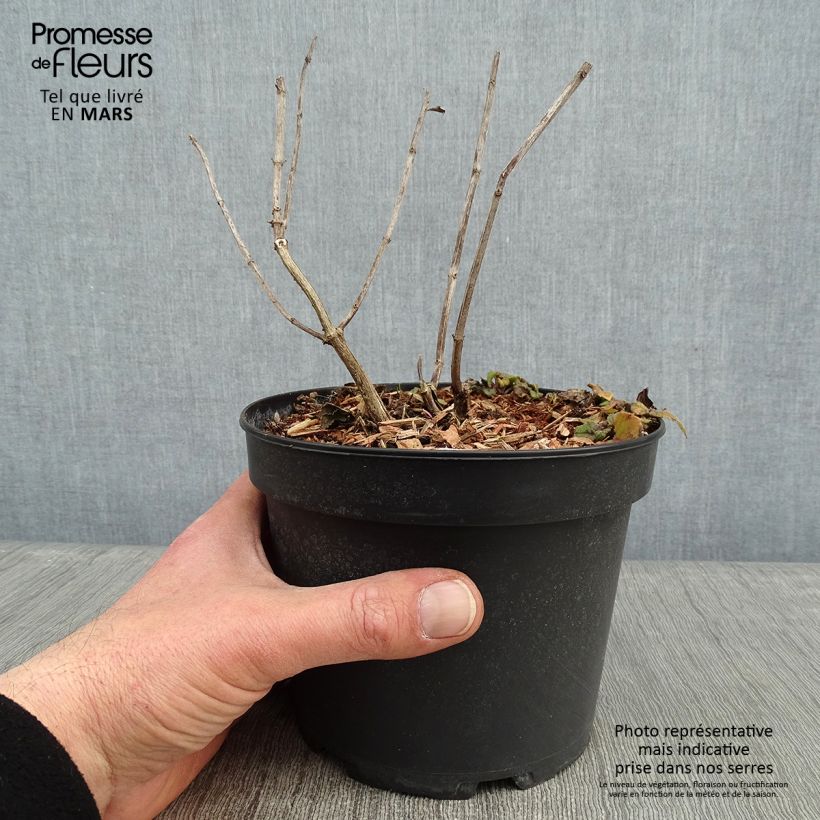 Monarda Gardenview Scarlet - Monarda Vaso da 2L/3L esemplare consegnato in inverno