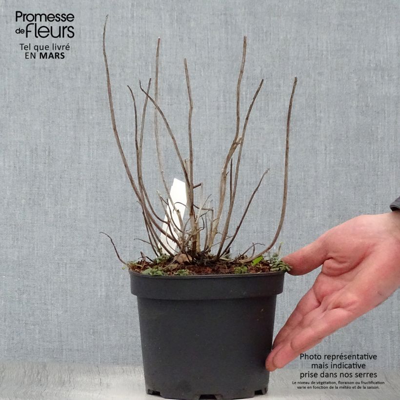 Monarda Gardenview Scarlet - Monarda Vaso da 2L/3L esemplare consegnato in primavera