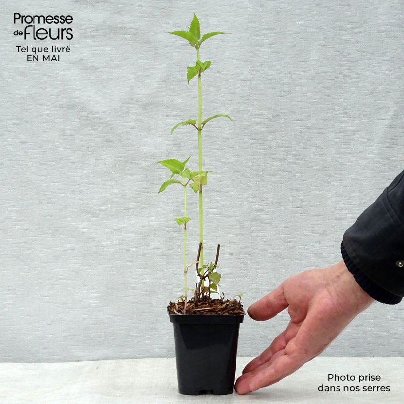 Monarda Gardenview Scarlet - Monarda Vasetto da 8/9 cm esemplare consegnato in primavera