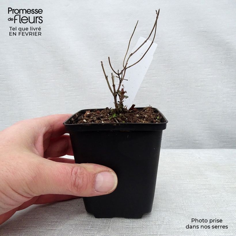 Monarda fistulosa Tetraploid Vasetto da 8/9 cm esemplare consegnato in inverno