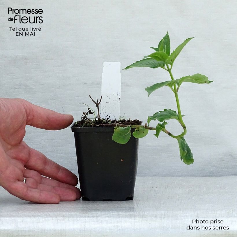 Monarda fistulosa Tetraploid Vasetto da 8/9 cm esemplare consegnato in primavera