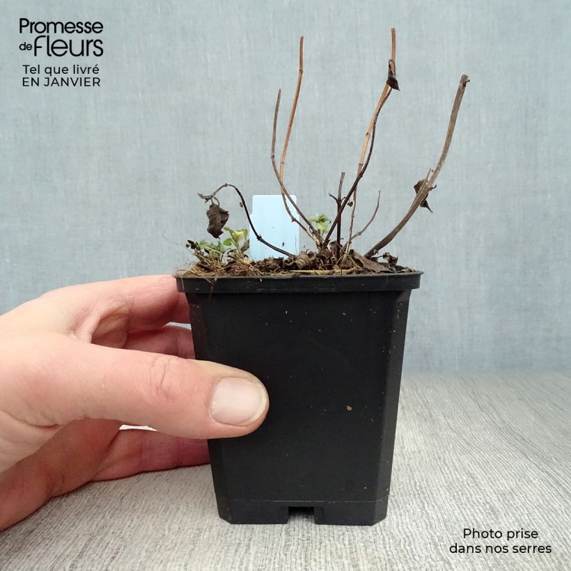 Monarda Beauty of Cobham - Monarda Vasetto da 8/9 cm esemplare consegnato in inverno