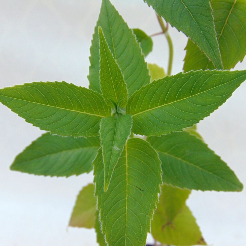 Monarda Blaustrumpf - Monarda (Fogliame)