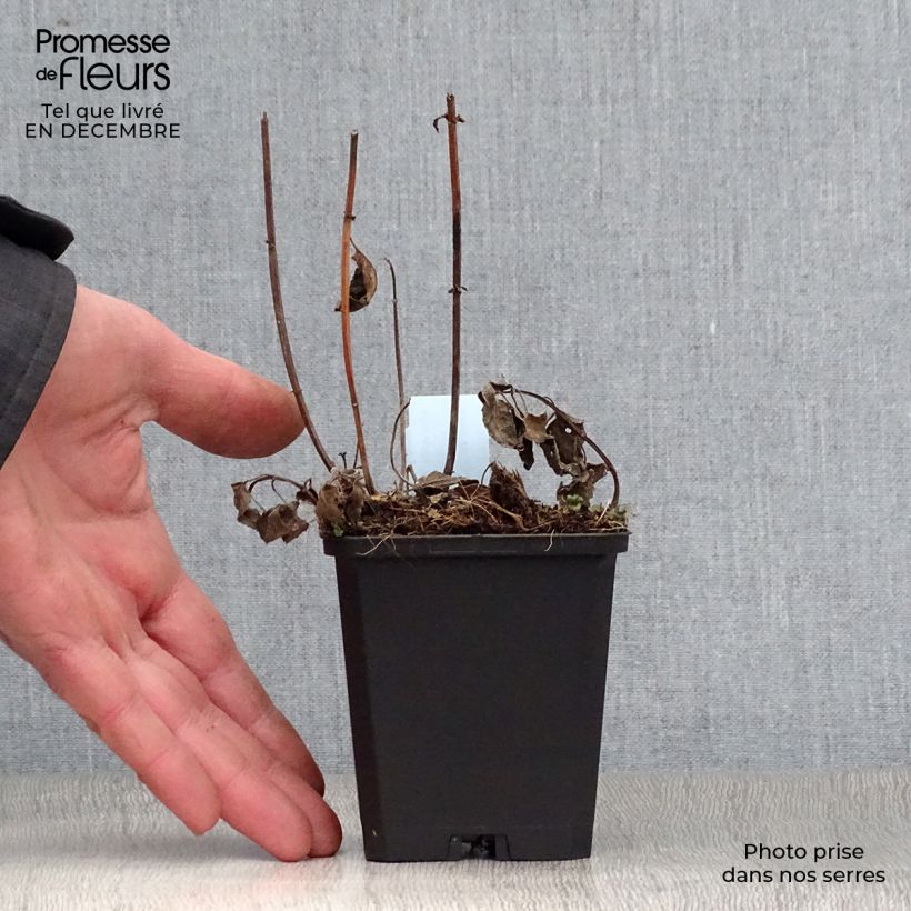 Monarda Blaustrumpf - Monarda Vasetto da 8/9 cm esemplare consegnato in inverno