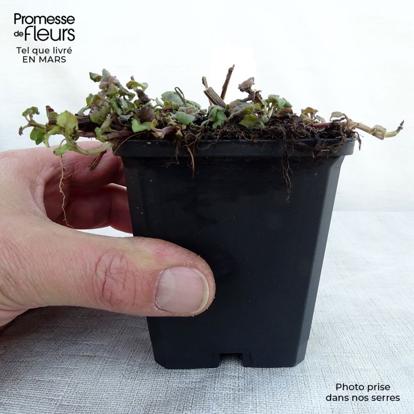 Monarda Cambridge Scarlet - Monarda Vasetto da 8/9 cm esemplare consegnato in primavera