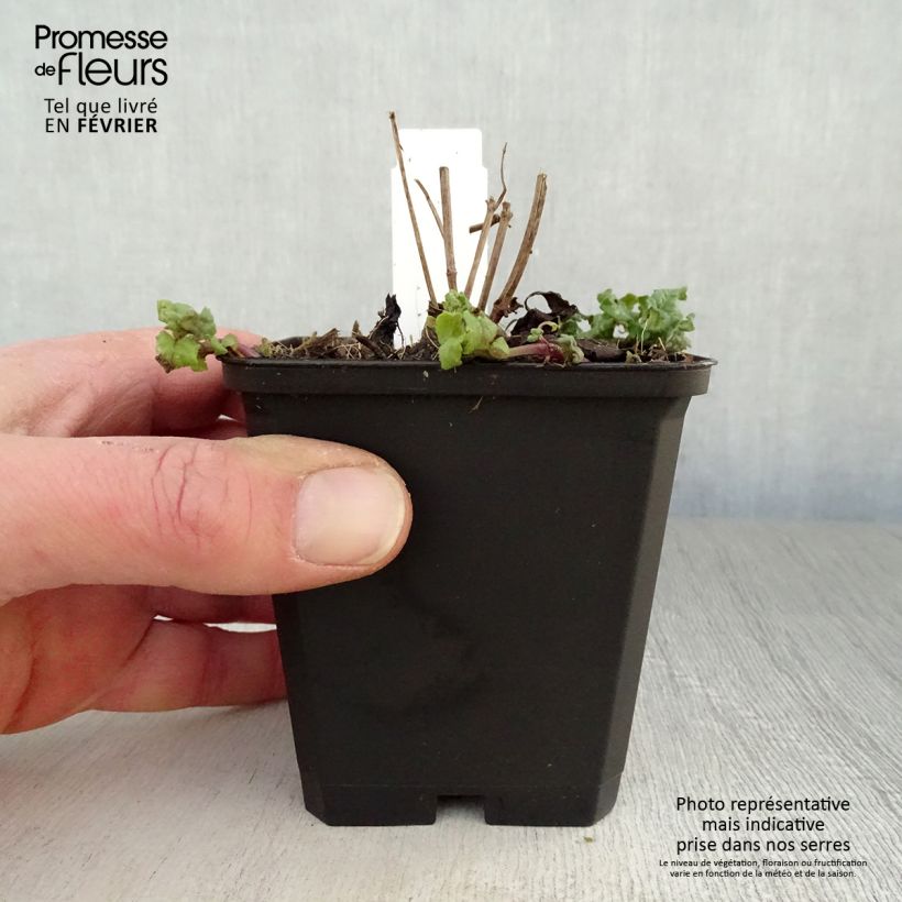 Monarda Cambridge Scarlet - Monarda Vasetto da 8/9 cm esemplare consegnato in inverno