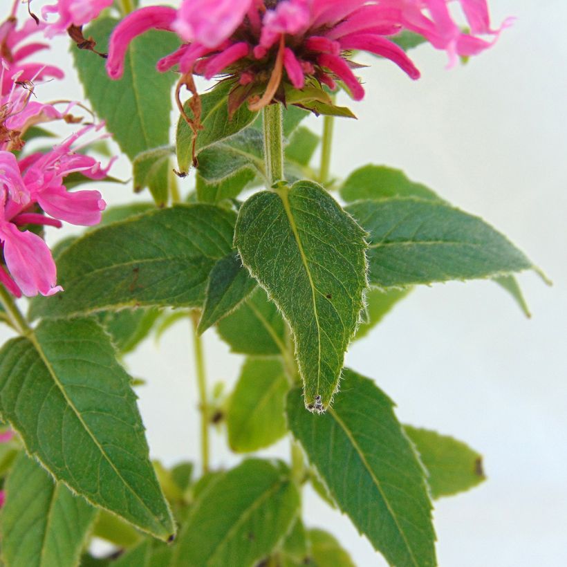 Monarda didyma Cranberry Lace - Monarda (Fogliame)