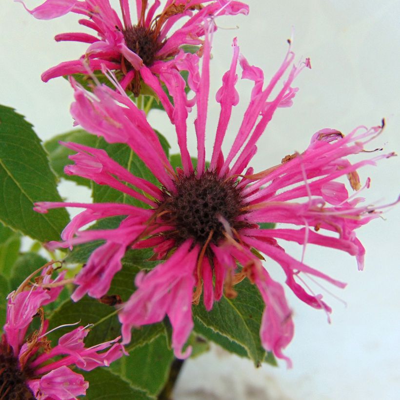 Monarda didyma Cranberry Lace - Monarda (Fioritura)