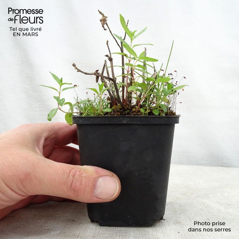 Monarda didyma Cranberry Lace - Monarda Vasetto da 8/9 cm esemplare consegnato in primavera