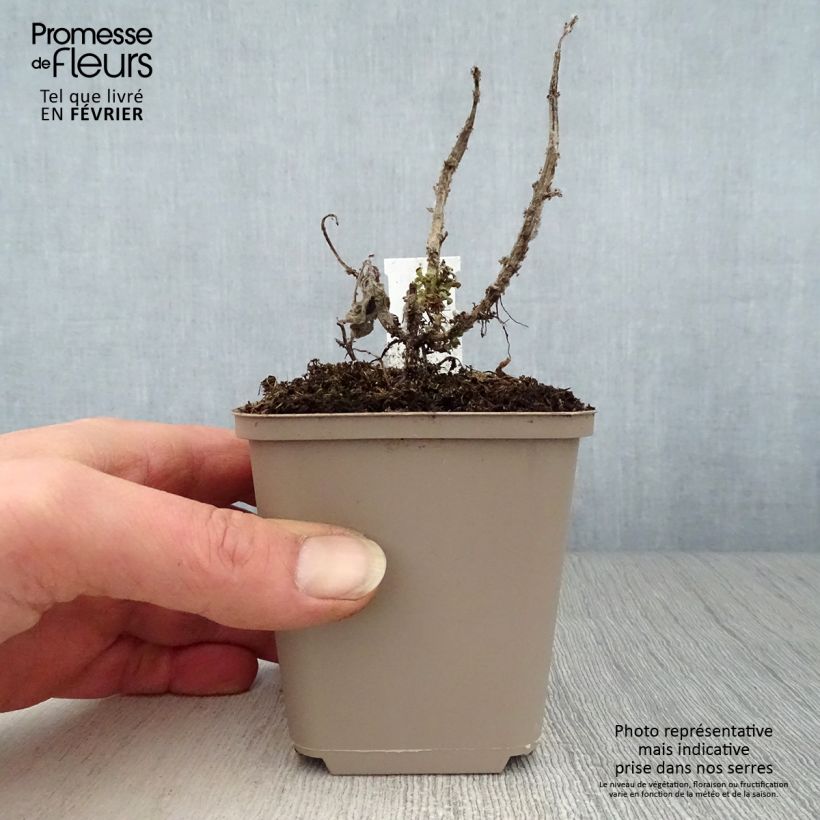 Monarda didyma Cranberry Lace - Monarda Vasetto da 8/9 cm esemplare consegnato in inverno