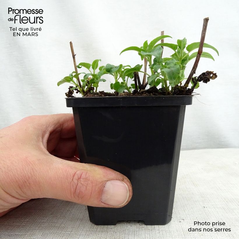 Monarda didyma Dancing Bird Vasetto da 8/9 cm esemplare consegnato in primavera