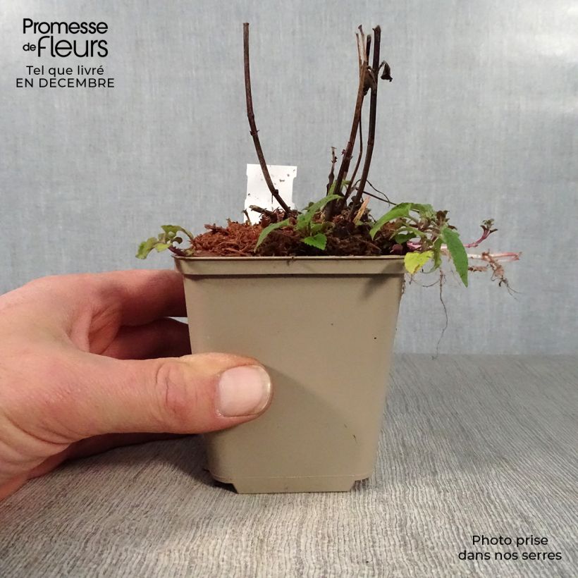 Monarda x fistulosa Feuerschopf - Monarda Vasetto da 8/9 cm esemplare consegnato in inverno