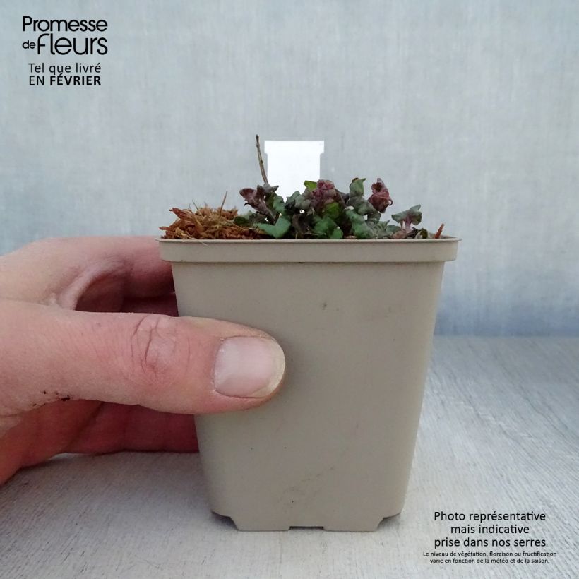 Monarda Fireball - Monarda Vasetto da 8/9 cm esemplare consegnato in inverno