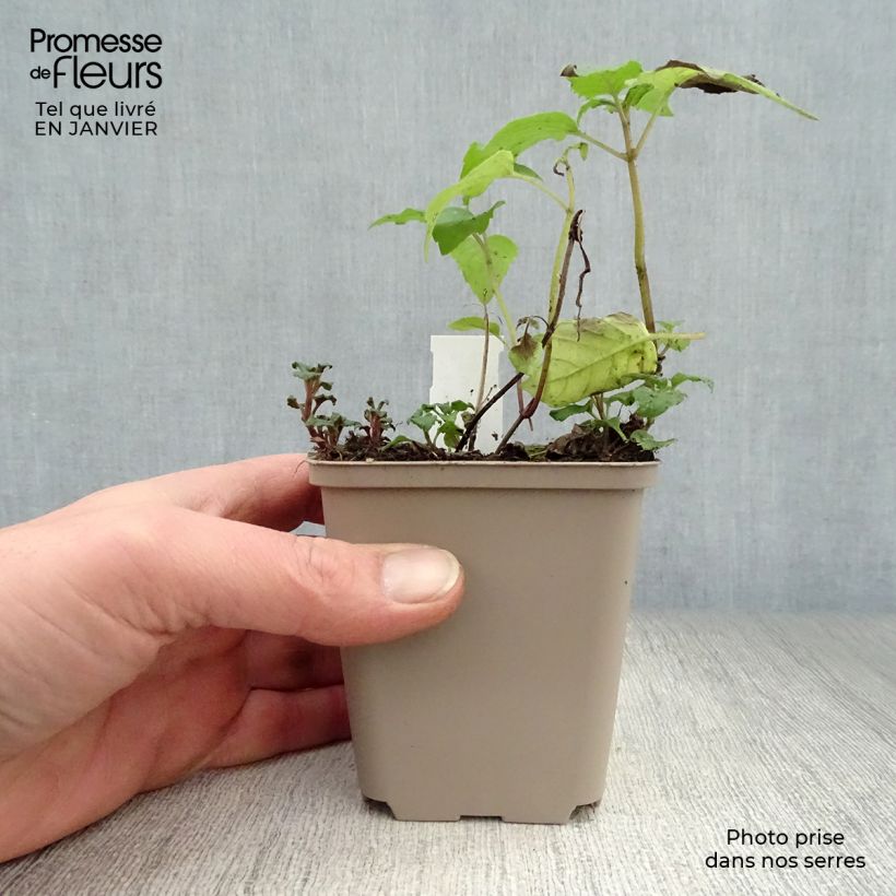 Monarda Gewitterwolke - Monarda Vasetto da 8/9 cm esemplare consegnato in inverno