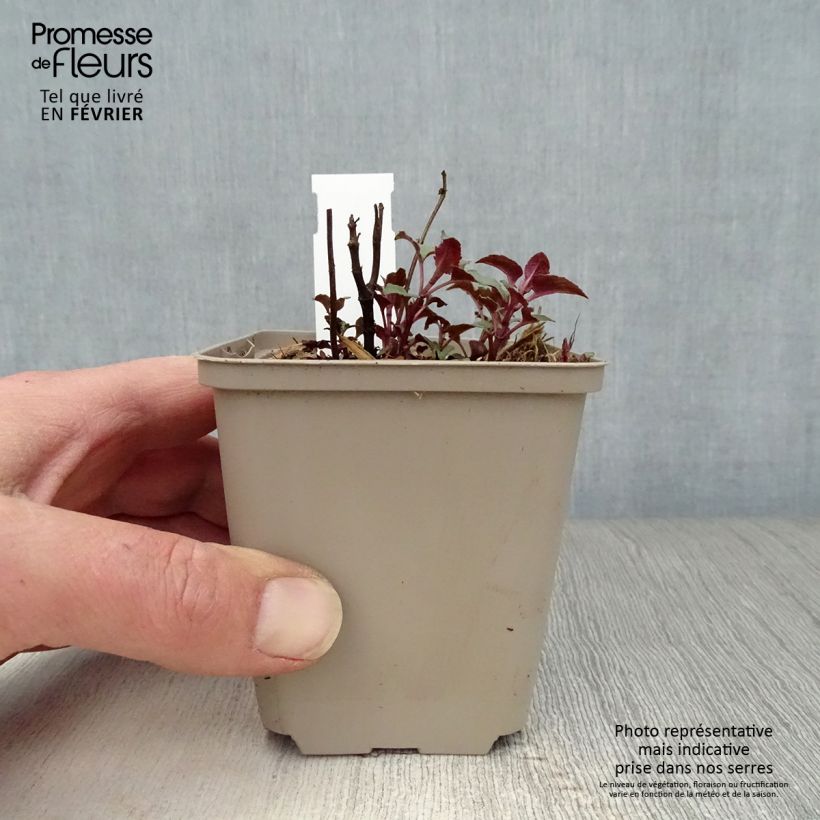 Monarda Heidelerche - Monarda Vasetto da 8/9 cm esemplare consegnato in inverno