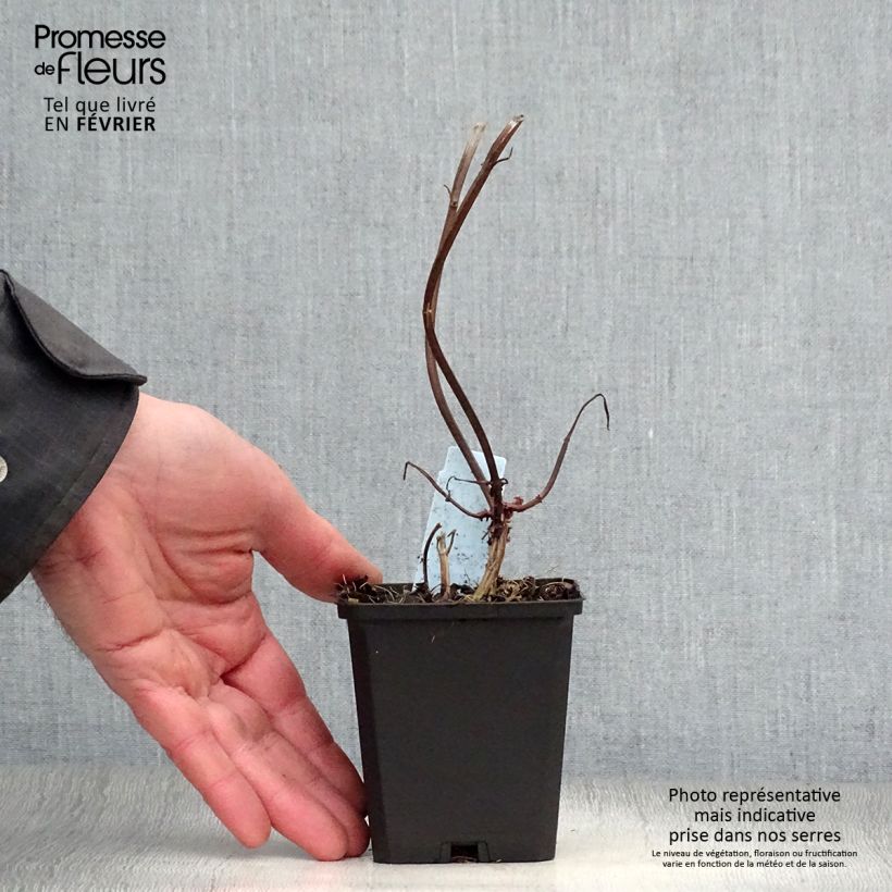 Monarda Jacob Cline - Monarda Vasetto da 8/9 cm esemplare consegnato in inverno