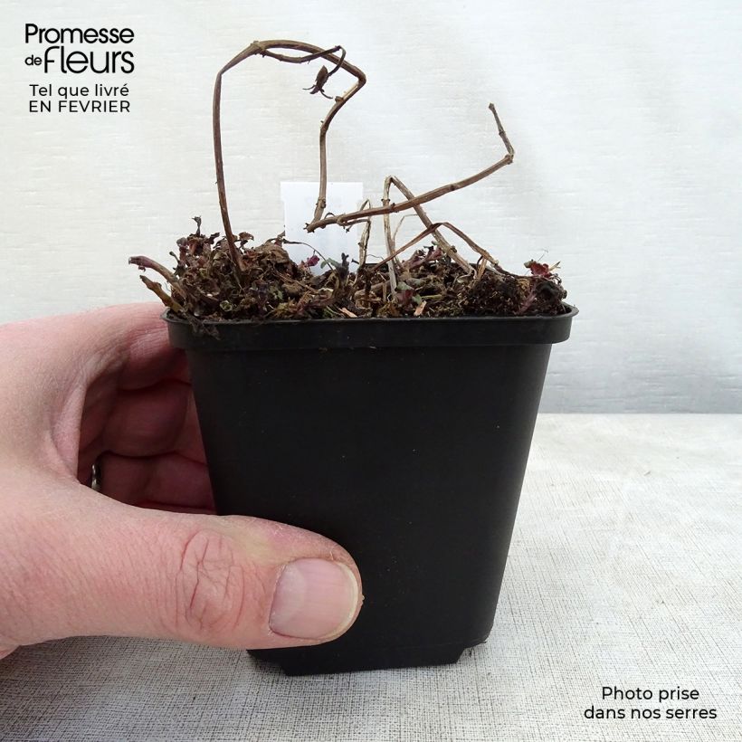 Monarda Melissa - Monarda Vasetto da 8/9 cm esemplare consegnato in inverno