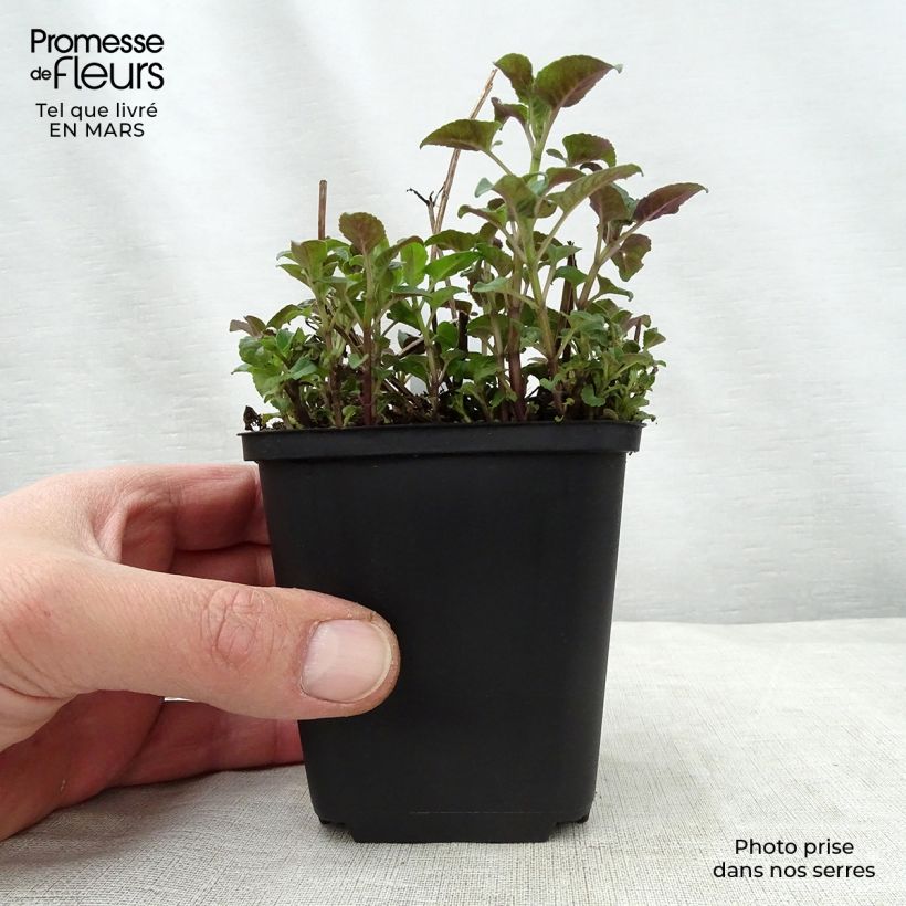 Monarda Mohawk - Monarda Vasetto da 8/9 cm esemplare consegnato in primavera