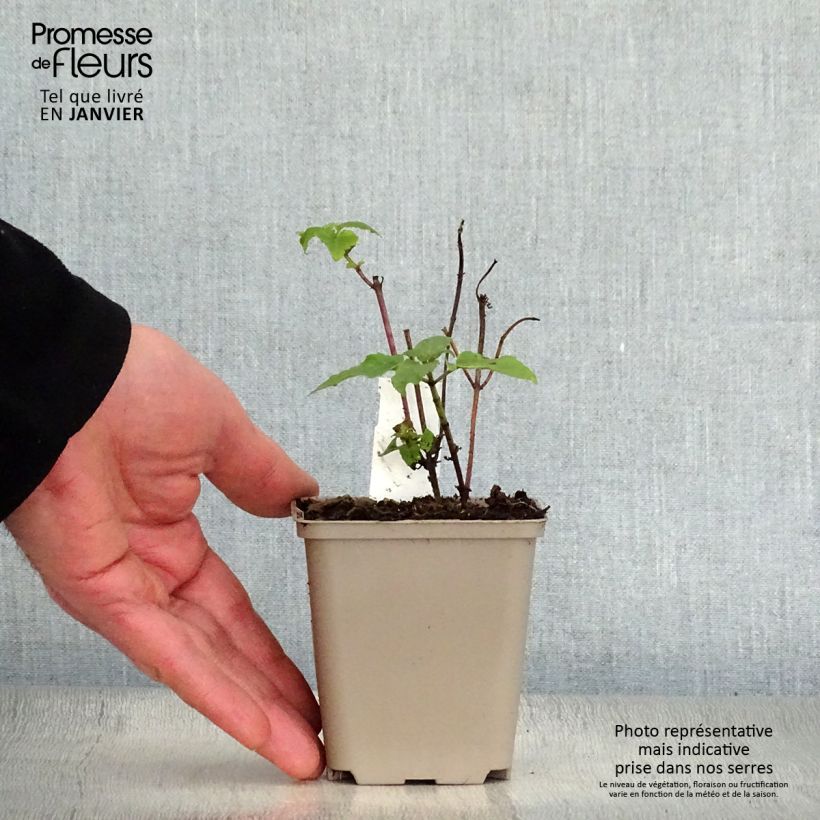 Monarda Mohawk - Monarda Vasetto da 8/9 cm esemplare consegnato in inverno