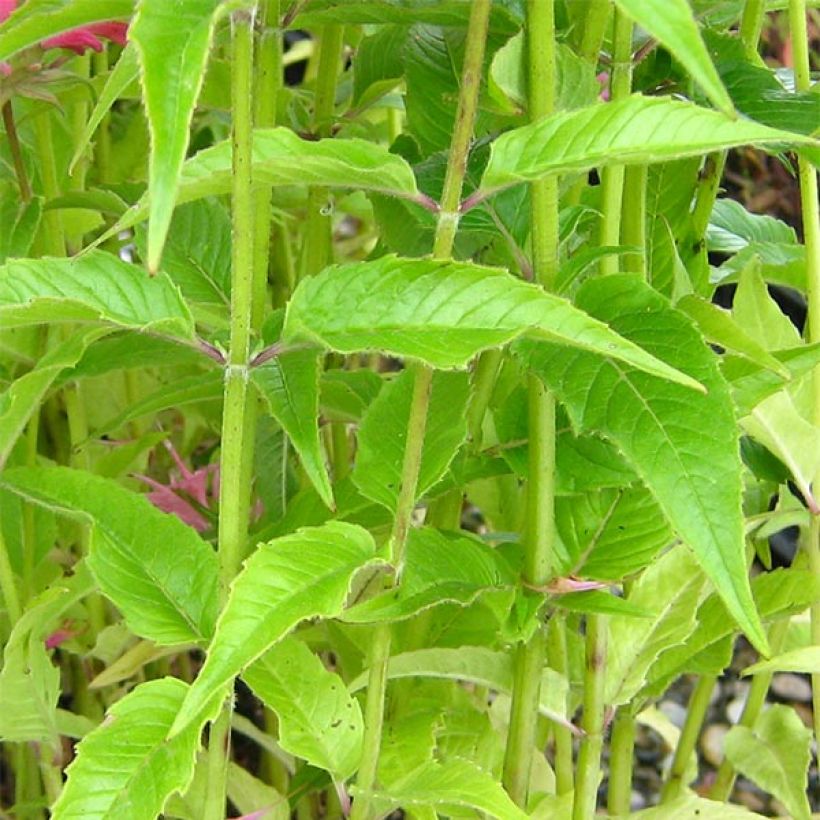 Monarda didyma Pardon My Pink - Monarda (Fogliame)
