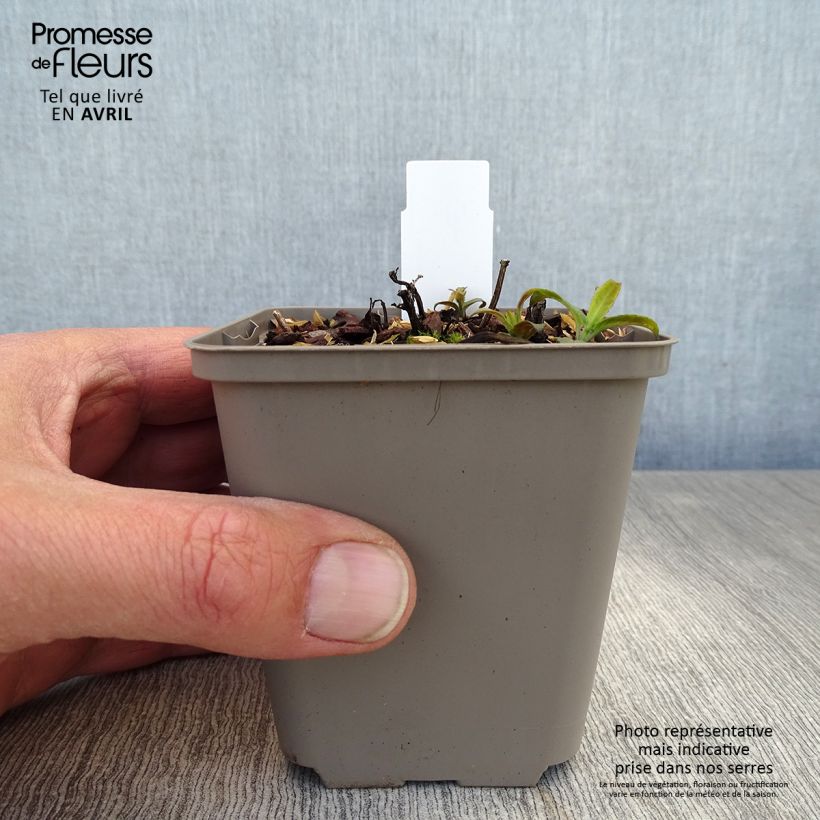 Monarda didyma Pardon My Pink - Monarda Vasetto da 8/9 cm esemplare consegnato in primavera