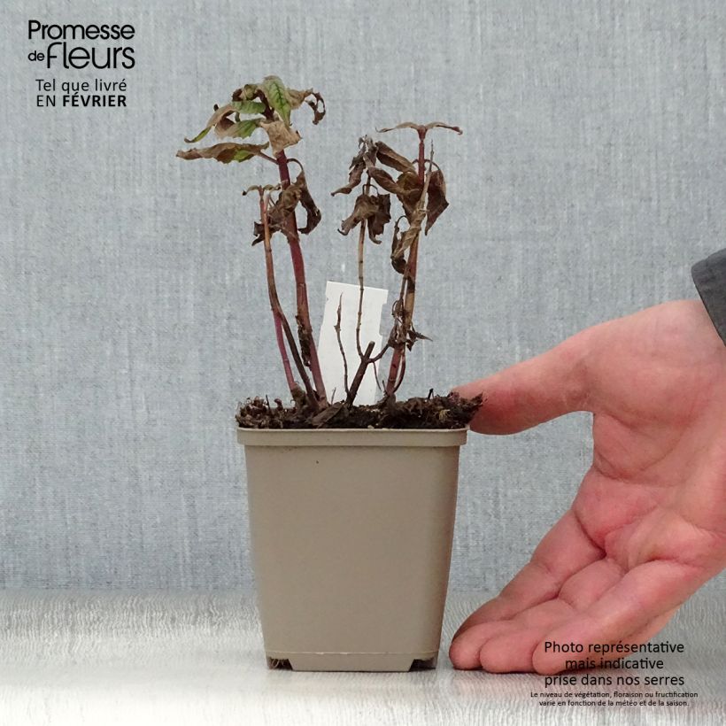 Monarda Petite Delight - Monarda Vasetto da 8/9 cm esemplare consegnato in inverno