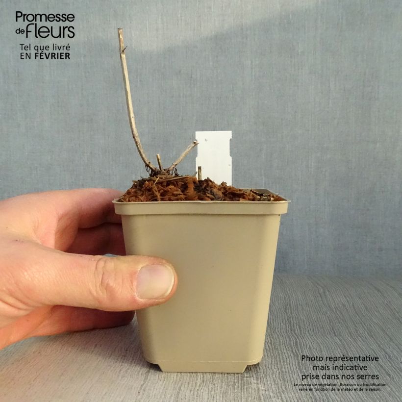 Monarda Pink Lace Vasetto da 7/8 cm esemplare consegnato in inverno