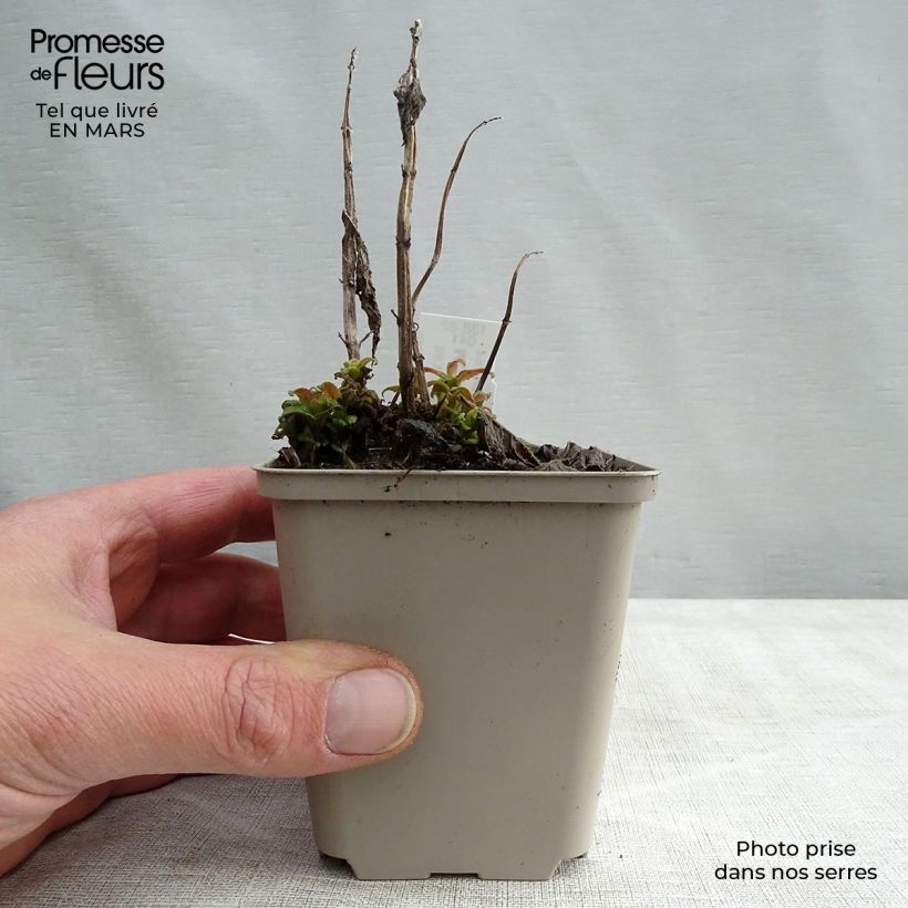 Monarda Pink Lace Vasetto da 7/8 cm esemplare consegnato in primavera