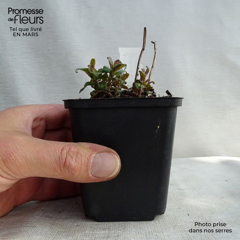 Monarda Purple Lace Vasetto da 8/9 cm esemplare consegnato in inverno