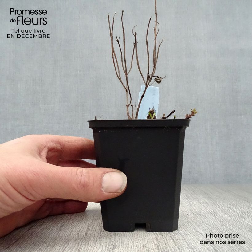 Monarda Schneewittchen - Monarda Vasetto da 8/9 cm esemplare consegnato in inverno