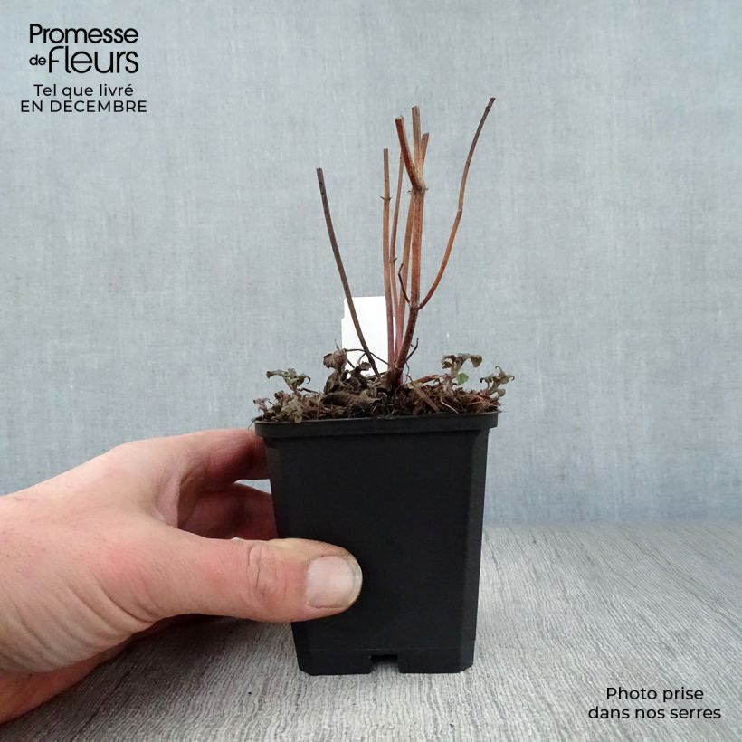 Monarda Scorpion Vasetto da 8/9 cm esemplare consegnato in inverno