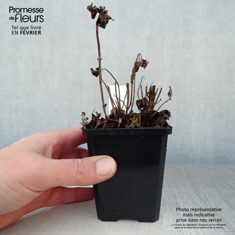 Monarda Squaw Vasetto da 8/9 cm esemplare consegnato in inverno