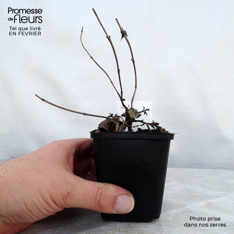 Monarda bradburiana - Monarda Vasetto da 8/9 cm esemplare consegnato in inverno