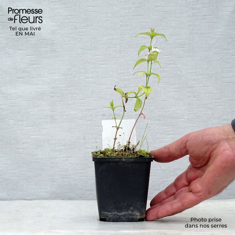 Monarda bradburiana - Monarda Vasetto da 8/9 cm esemplare consegnato in primavera