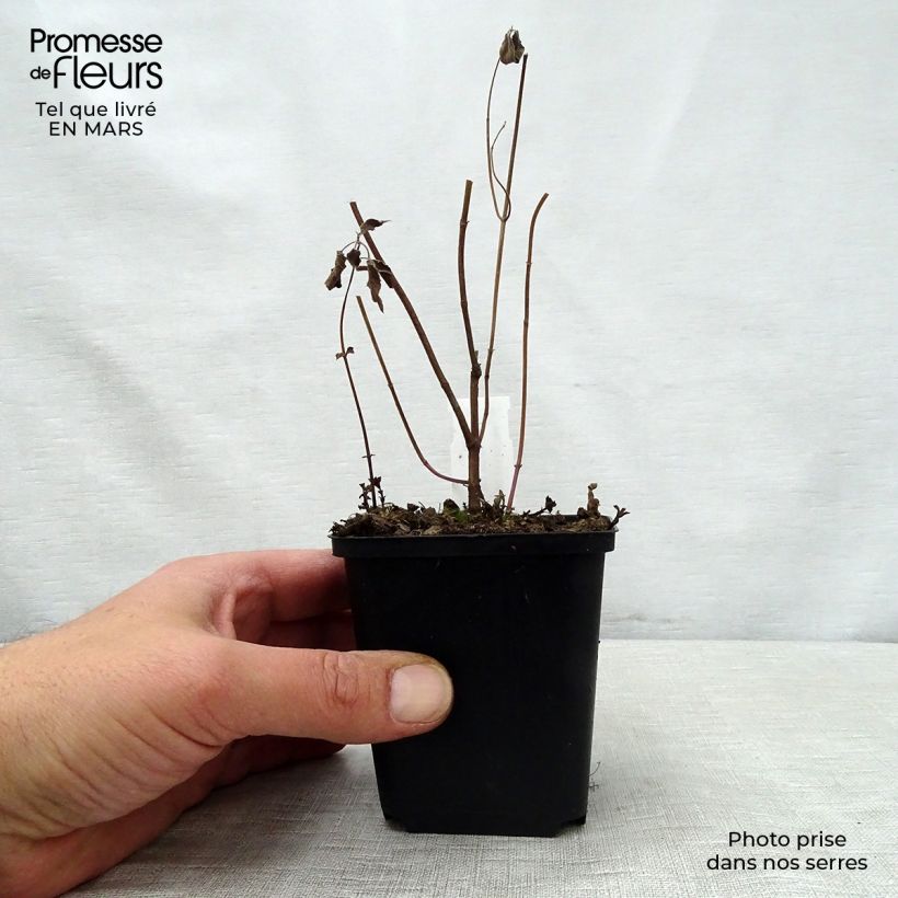 Monarda fistulosa subsp.menthifolia - Monarda Vasetto da 8/9 cm esemplare consegnato in primavera