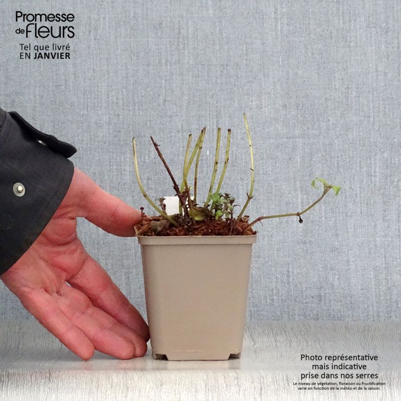 Monarda fistulosa subsp.menthifolia - Monarda Vasetto da 8/9 cm esemplare consegnato in inverno