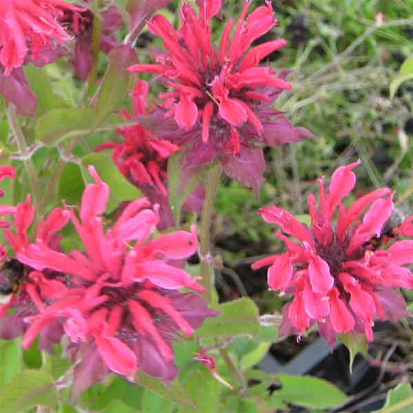 Monarda Gewitterwolke - Monarda (Fioritura)