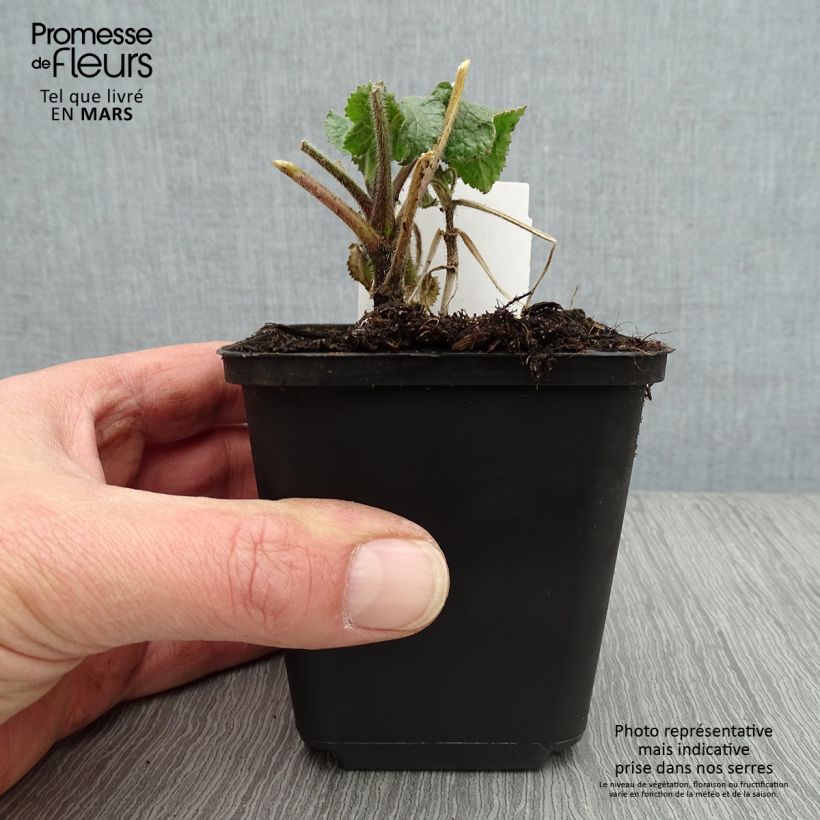 Lunaria annua Alba - Moneta del Papa bianca Vasetto da 8/9 cm esemplare consegnato in primavera