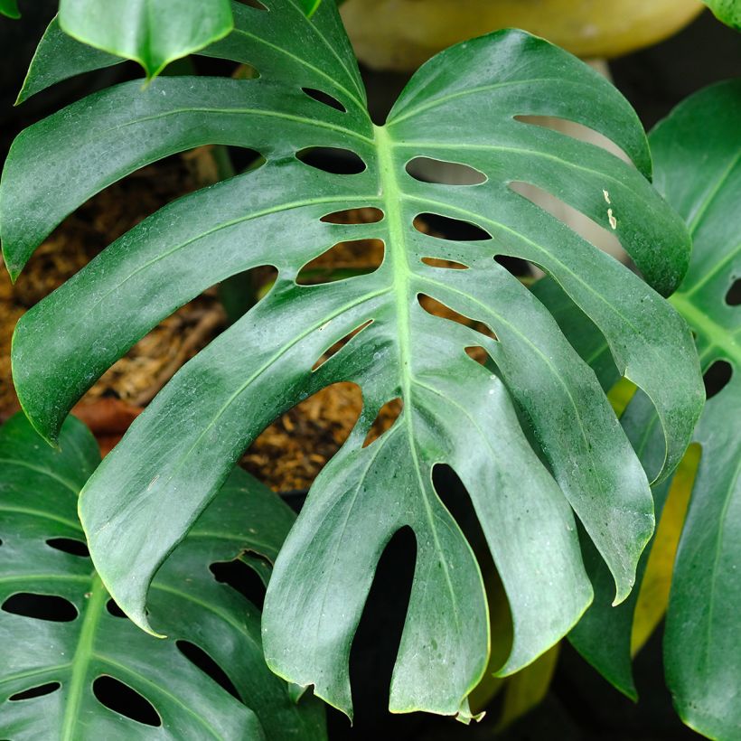 Monstera deliciosa (Fogliame)